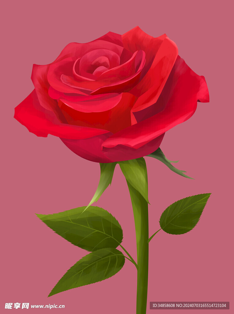 玫瑰花图片