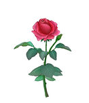 玫瑰花图片