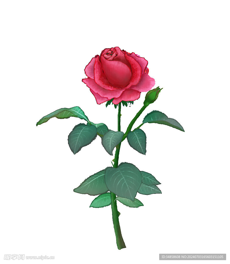 玫瑰花图片