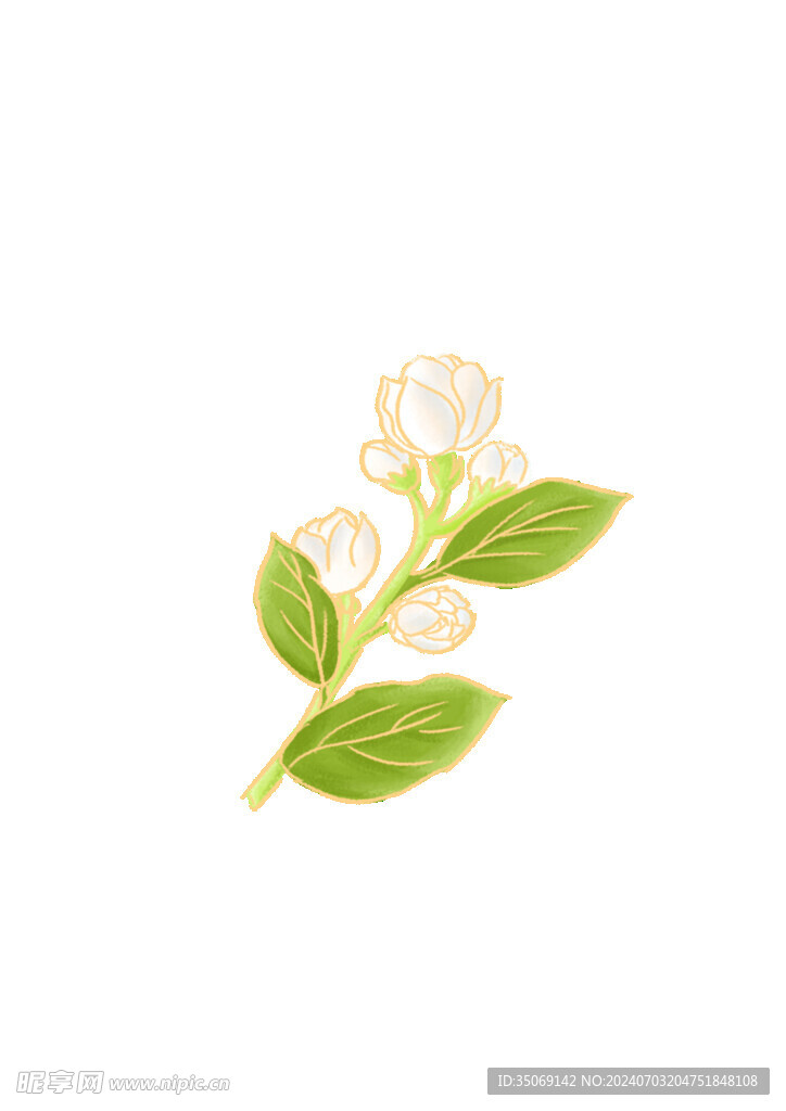 手绘 茉莉花