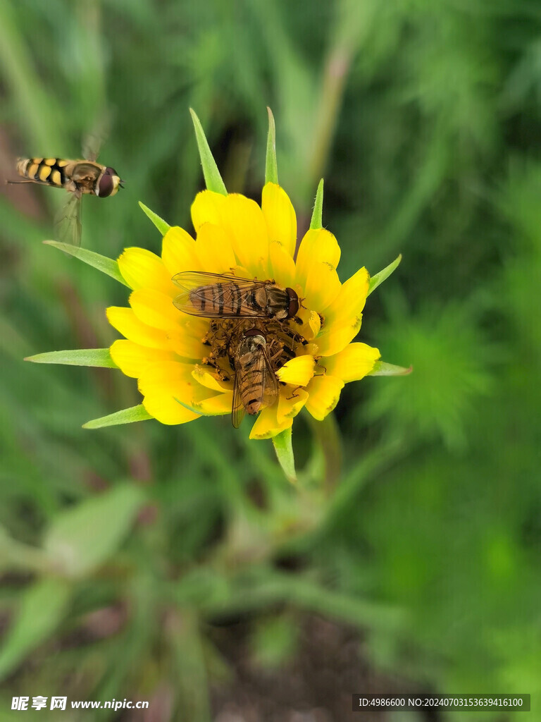 蜜蜂