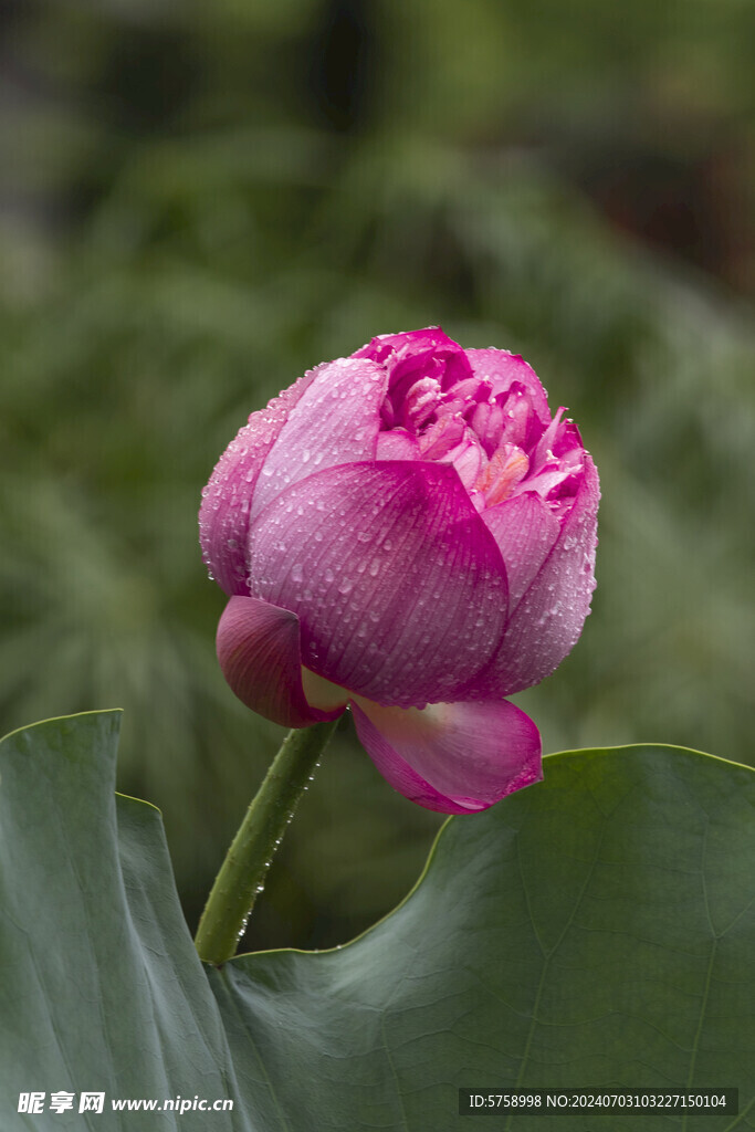 莲王花