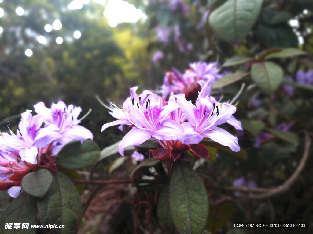 山野杜鹃花