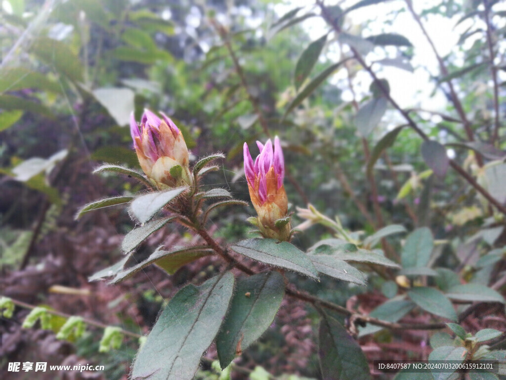 山野杜鹃花