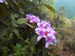 山野杜鹃花