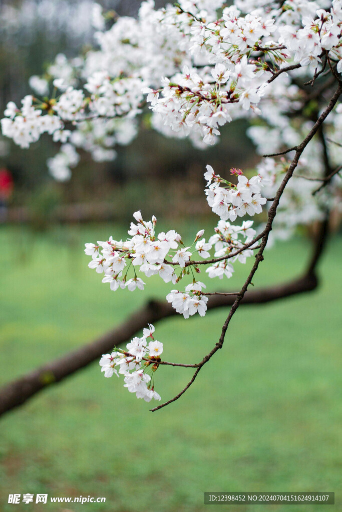 樱花