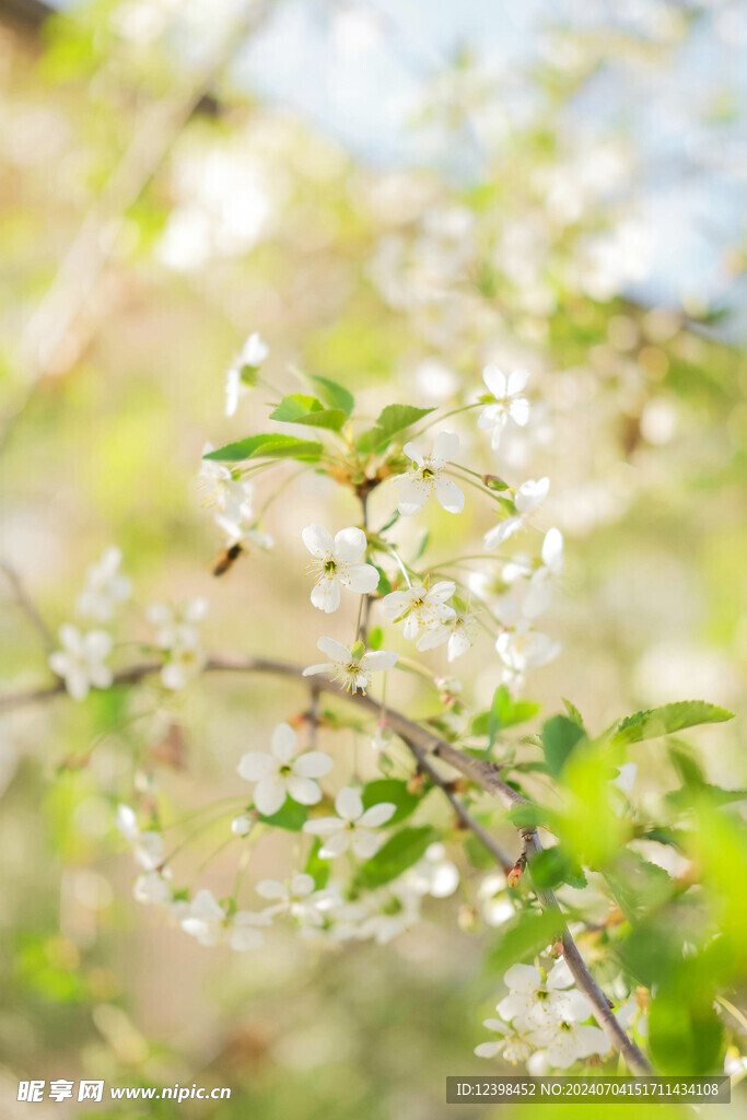 樱花