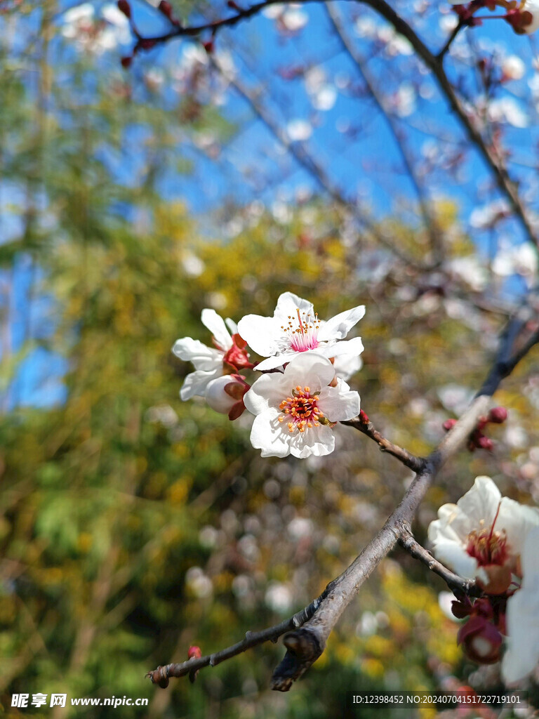 樱花