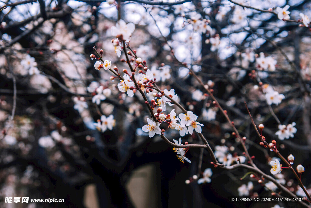 樱花