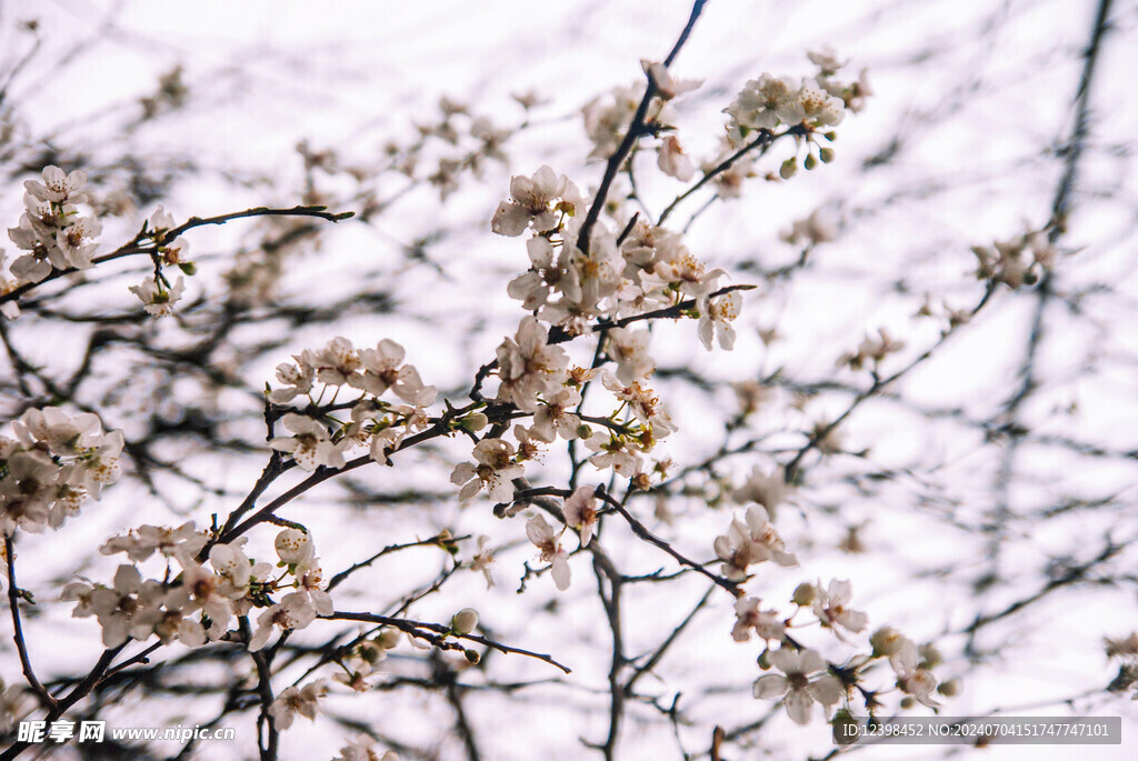 樱花