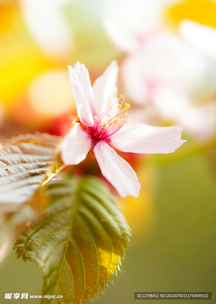 樱花