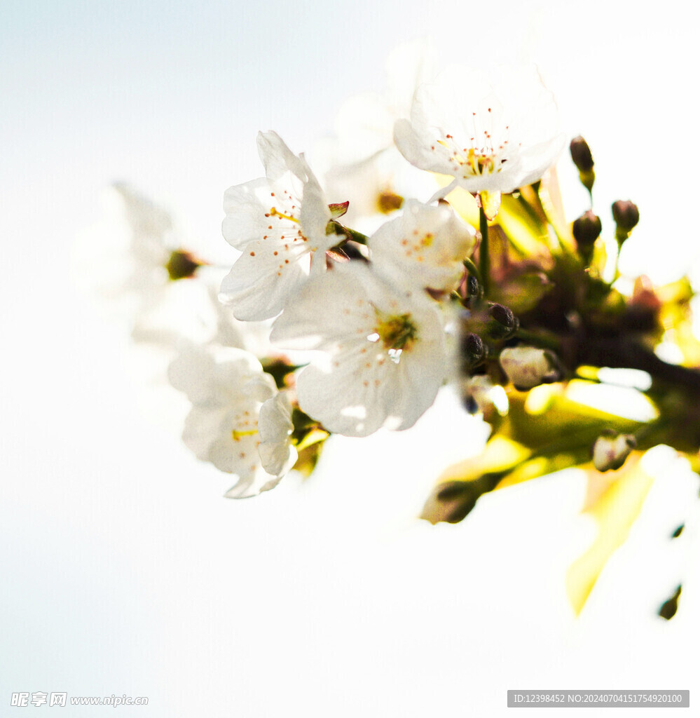 樱花