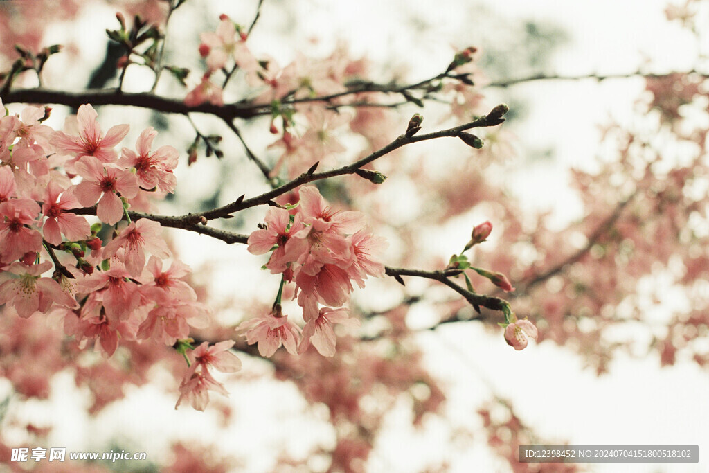 樱花