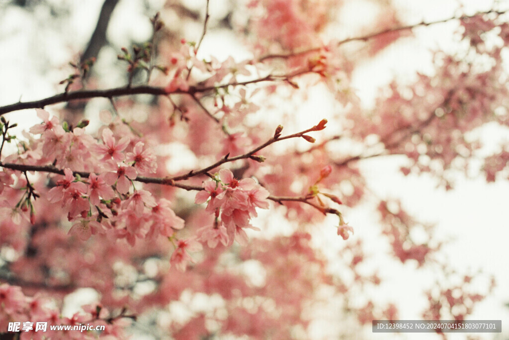 樱花