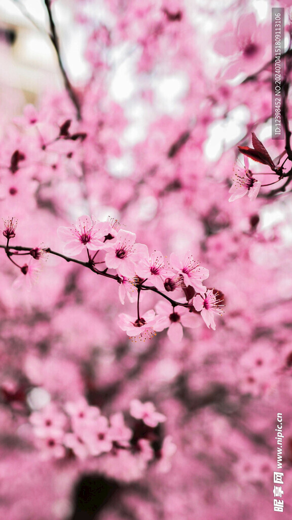 樱花