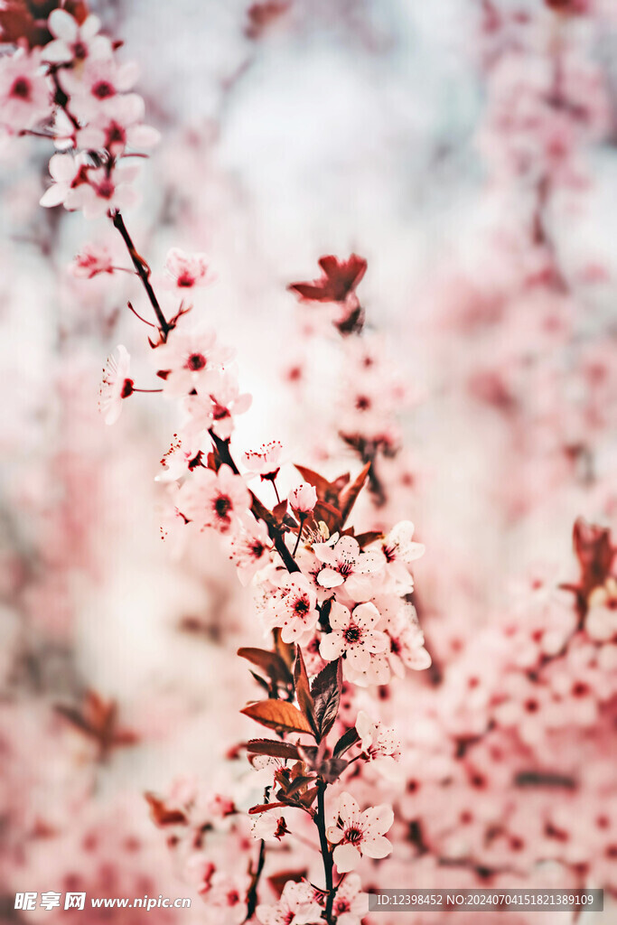 樱花
