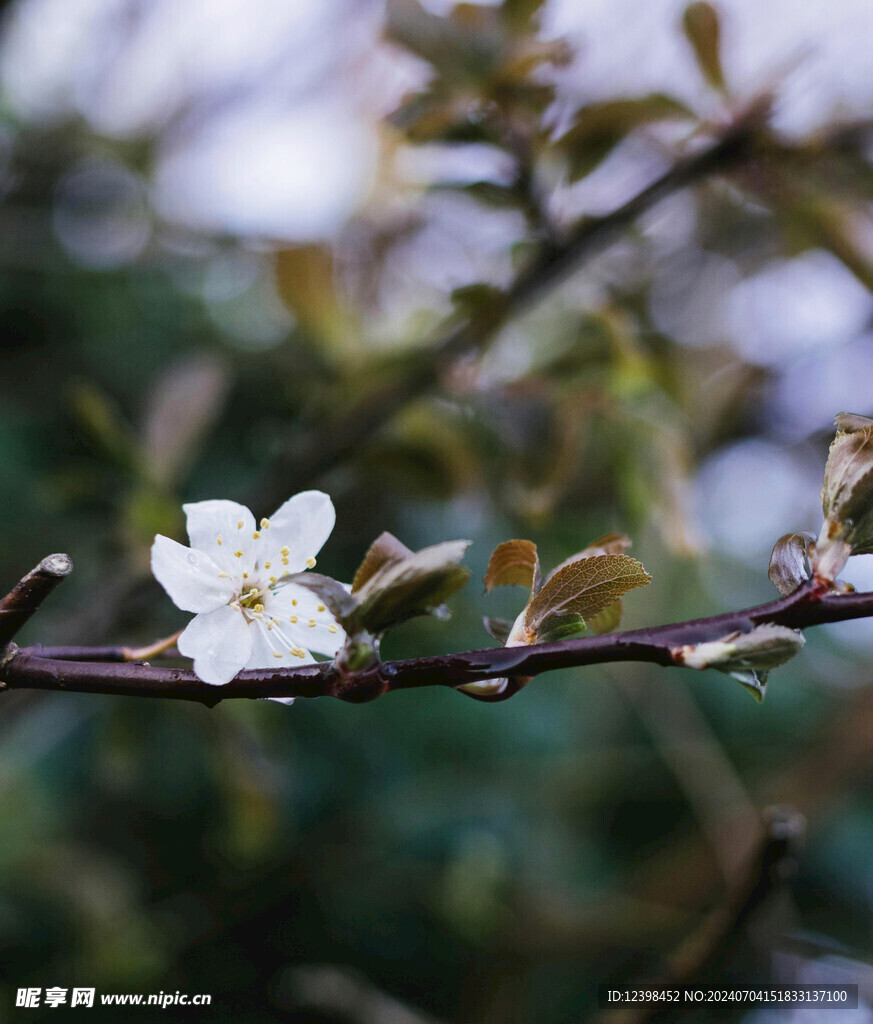 樱花