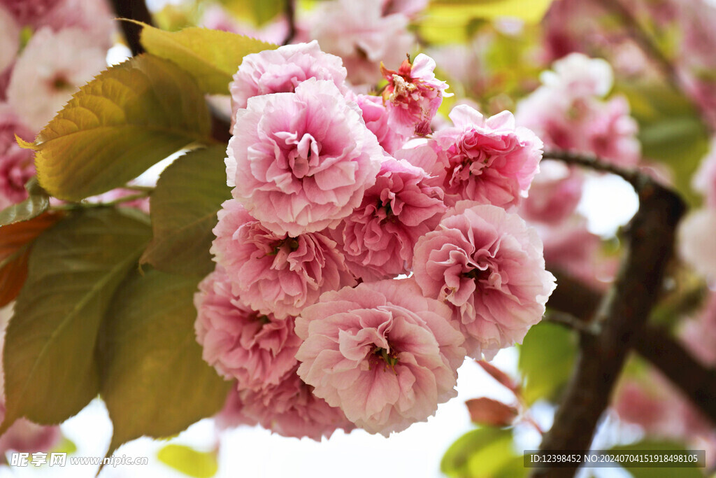 樱花