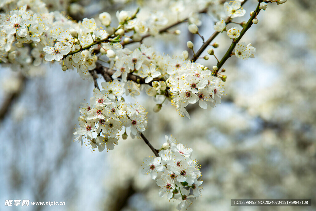 樱花