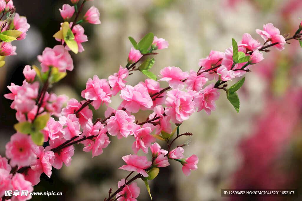 樱花