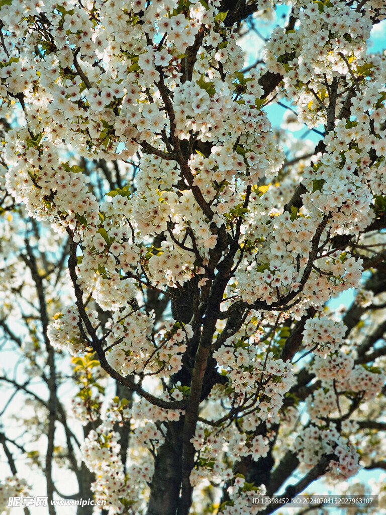 樱花