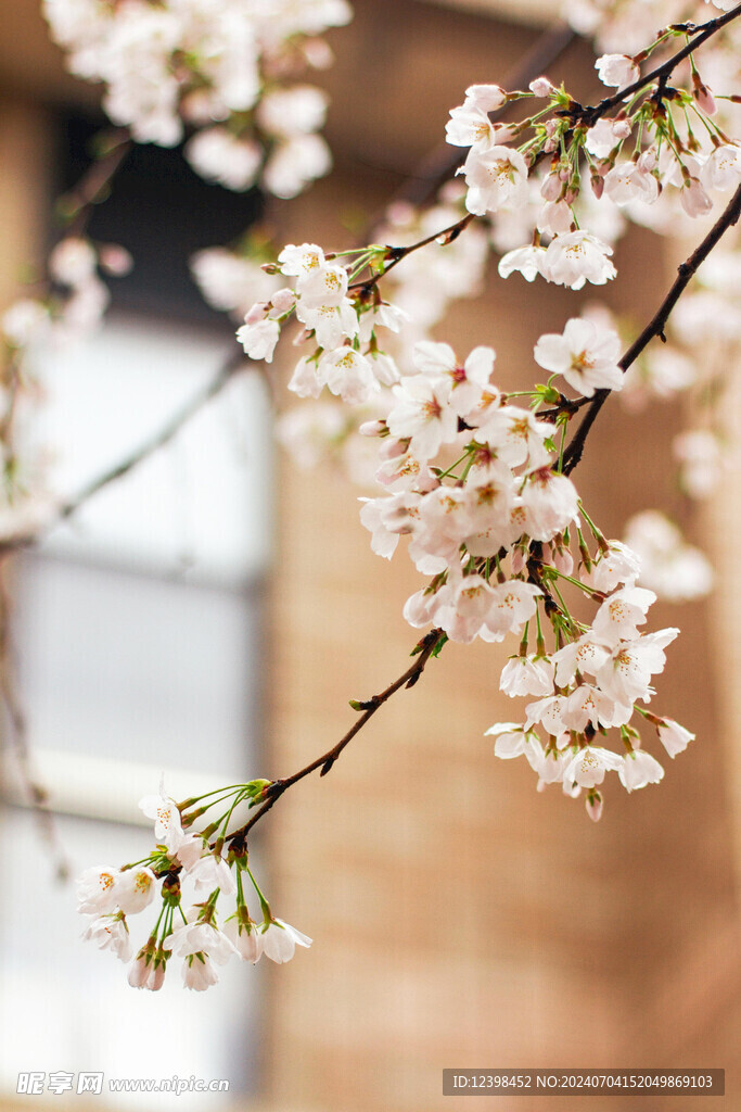 樱花