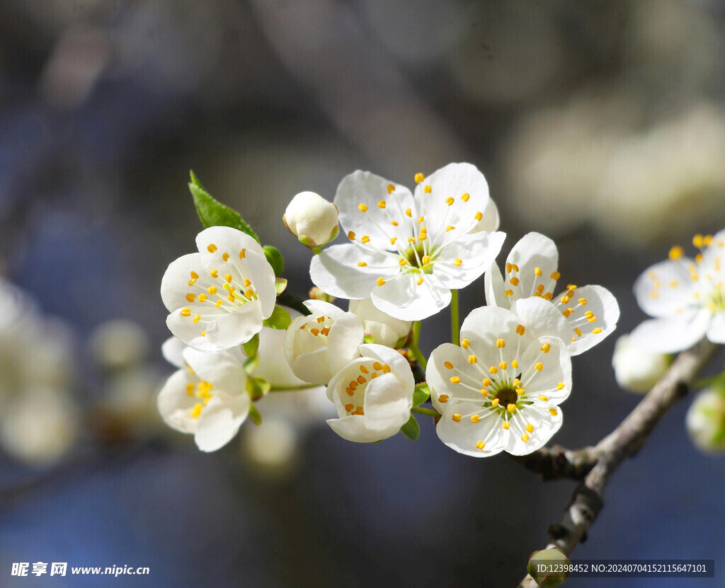 樱花