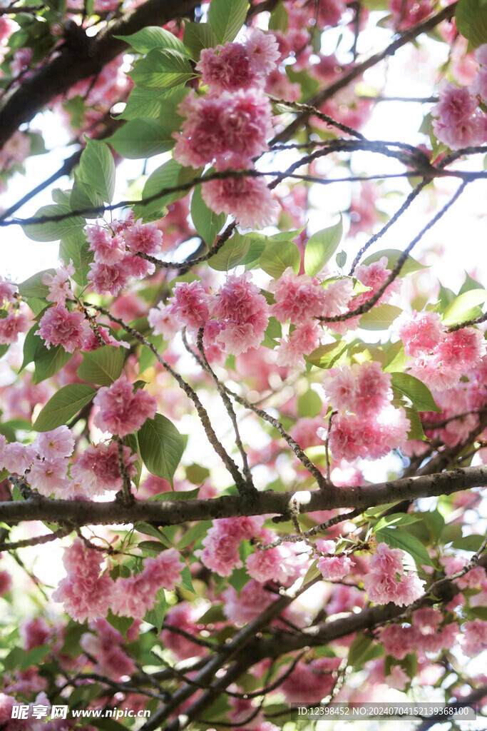 樱花