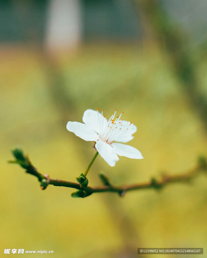 樱花