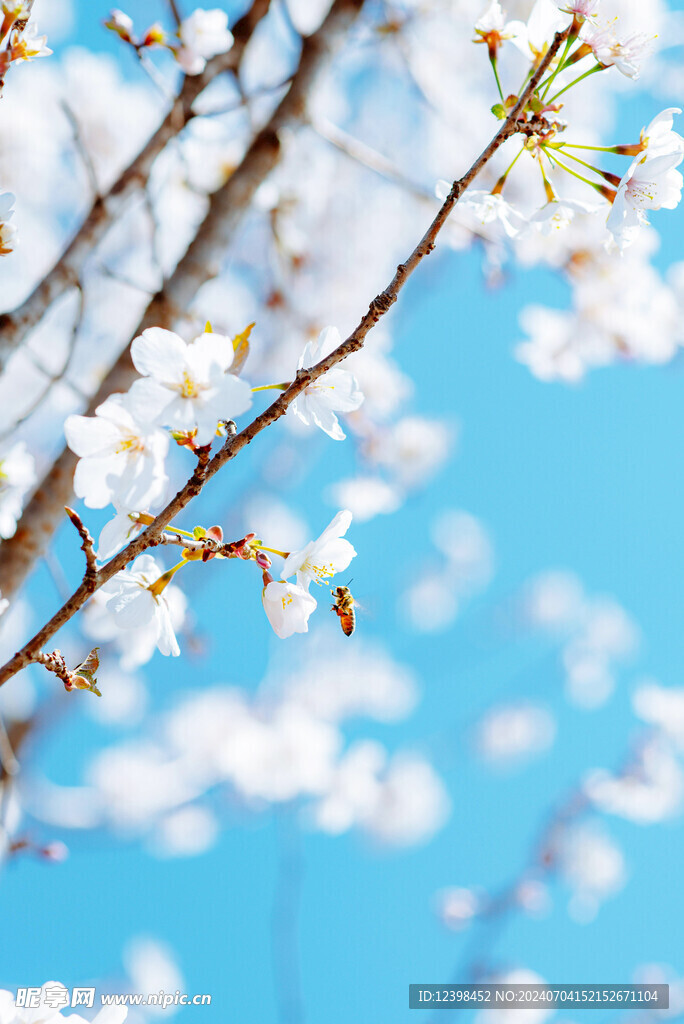 樱花