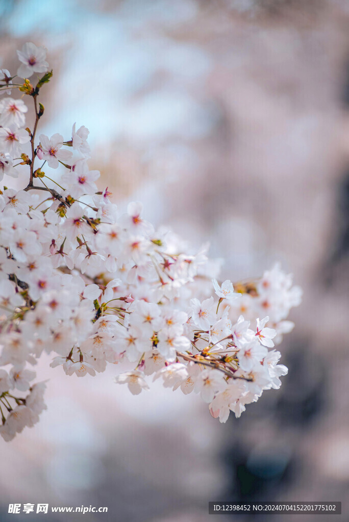 樱花