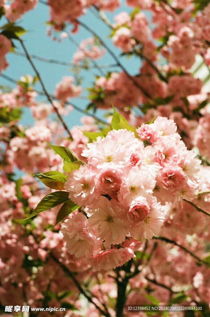 樱花