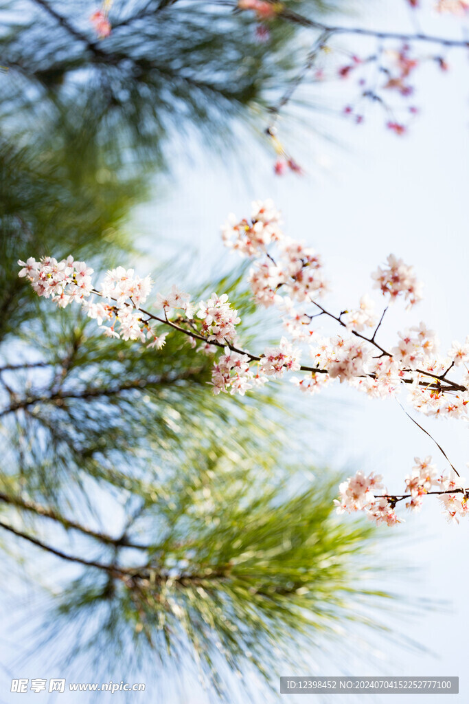 樱花