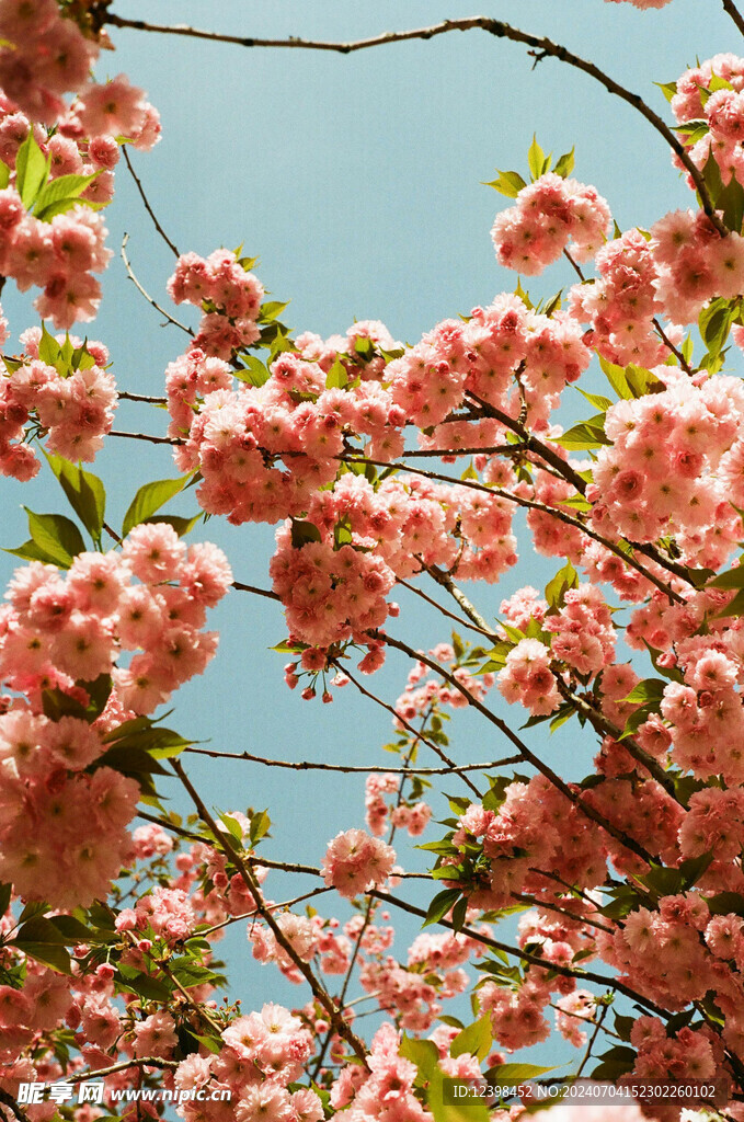 樱花