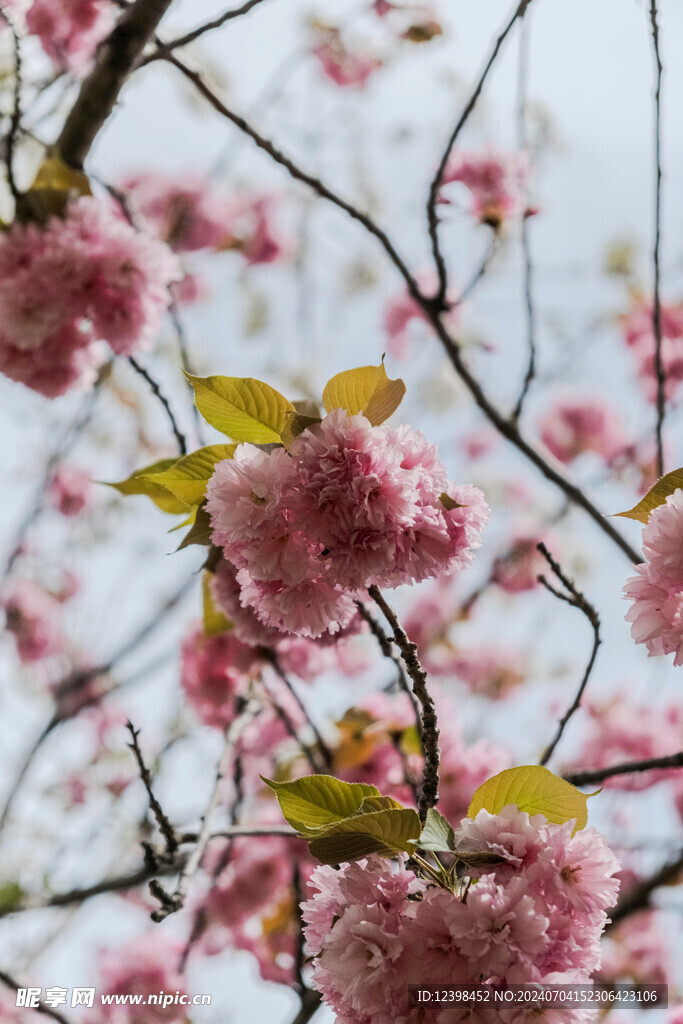 樱花