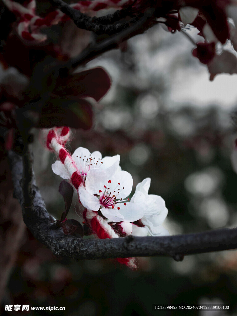樱花