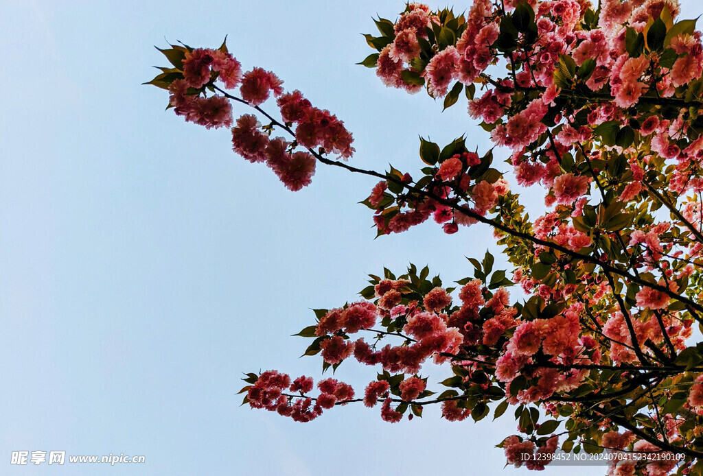 樱花