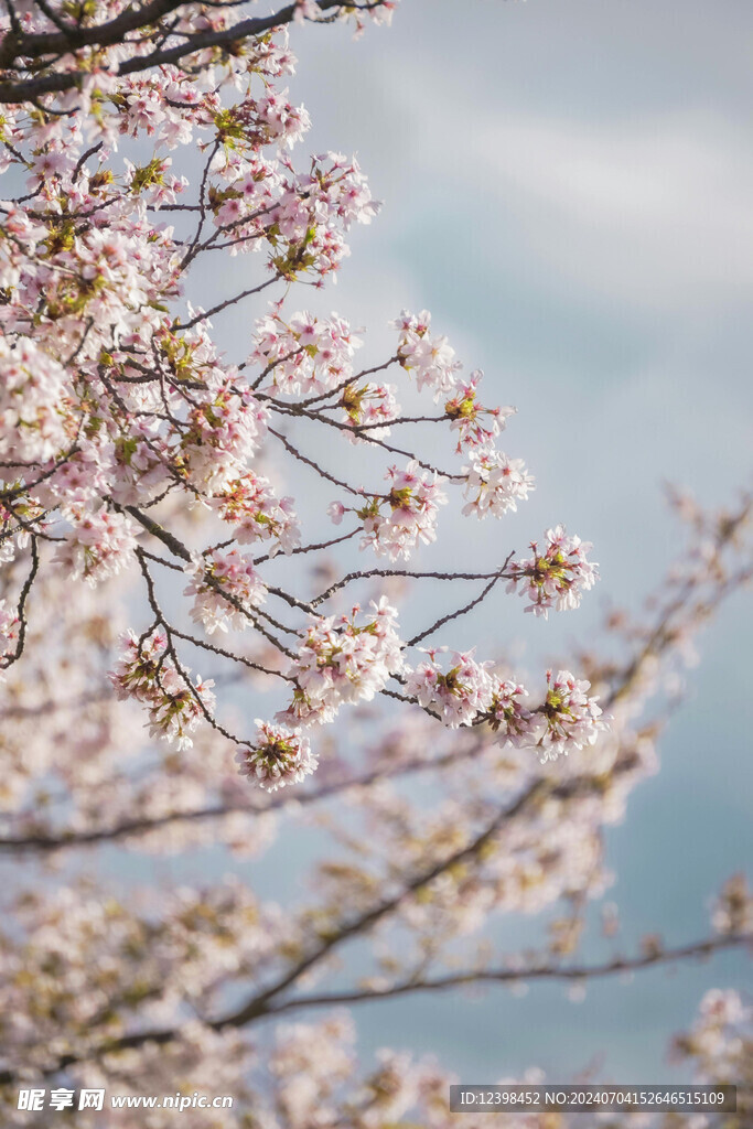 樱花