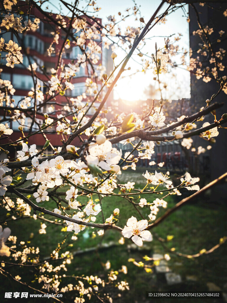 樱花