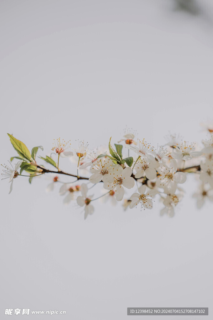 樱花
