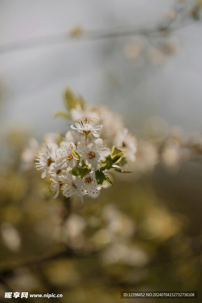 樱花