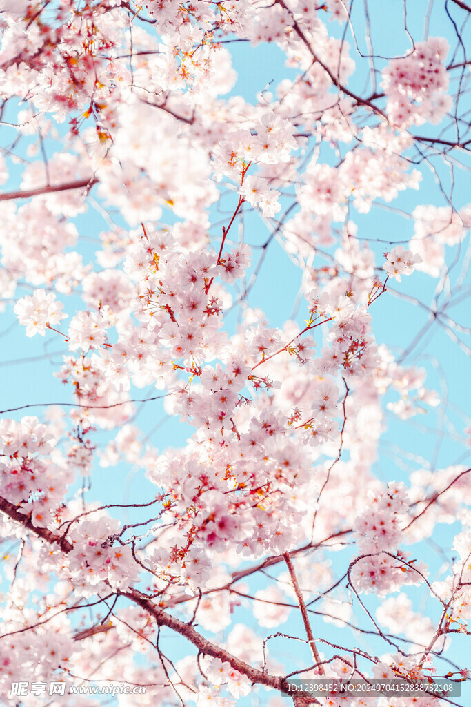 樱花