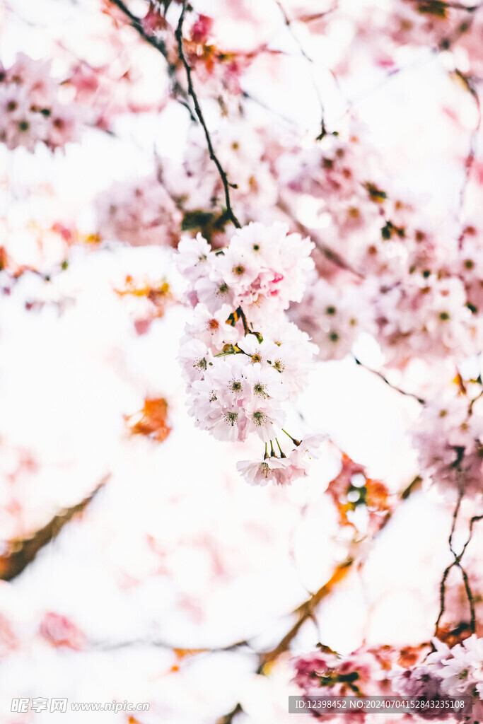 樱花