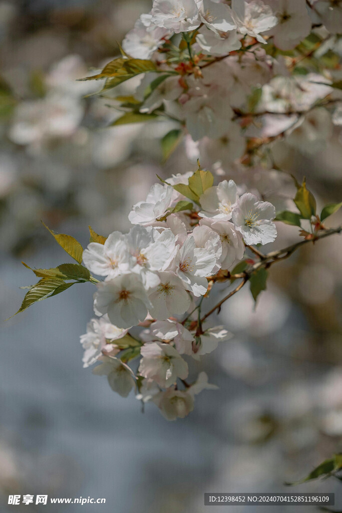 樱花