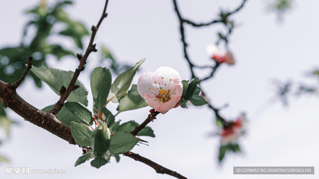 樱花