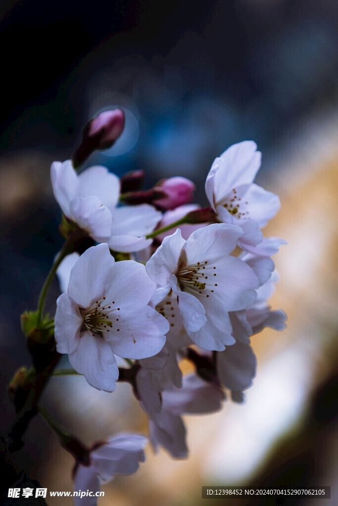 樱花