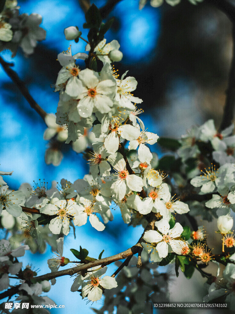 樱花
