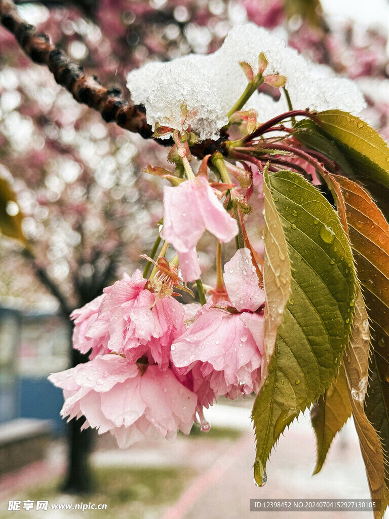 樱花