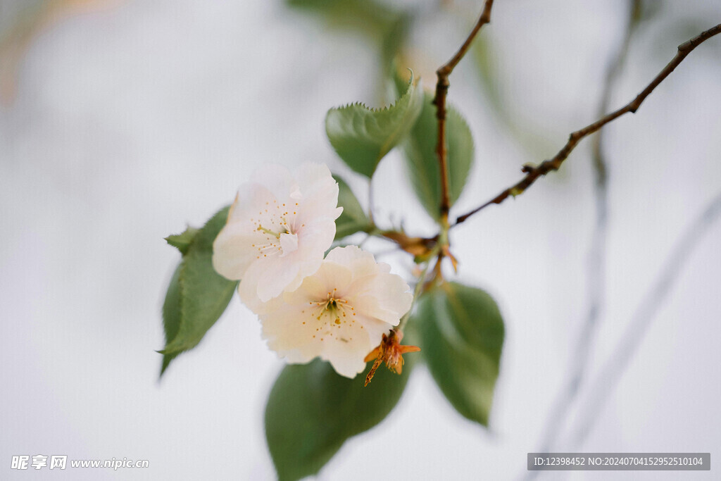 樱花