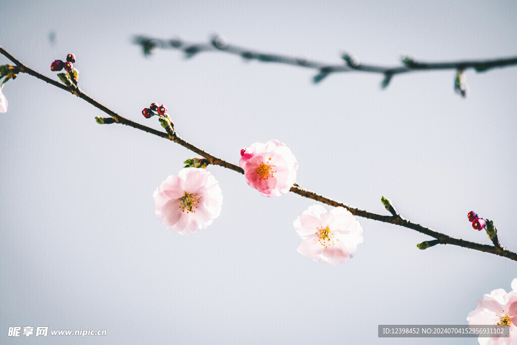 樱花